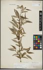 Foto von Salix alba L. x Salix fragilis L.